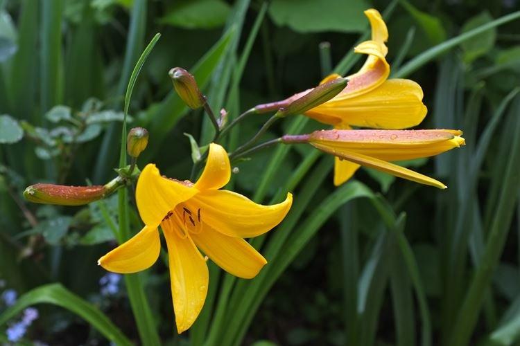Daylily Dumortier Daylily Dumortier