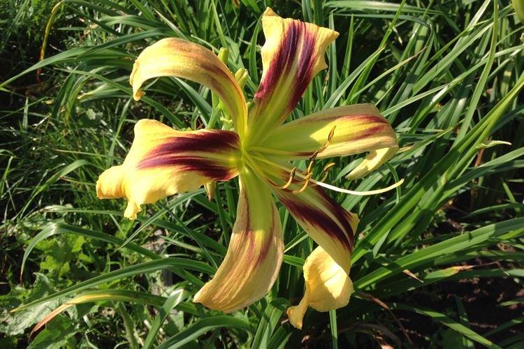 Daylily Helix Daylily Helix