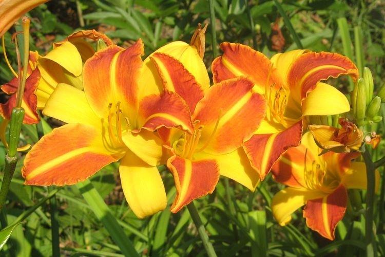 Záhradné hybridy - druhy deniviek Záhradné hybridy - druhy deniviek