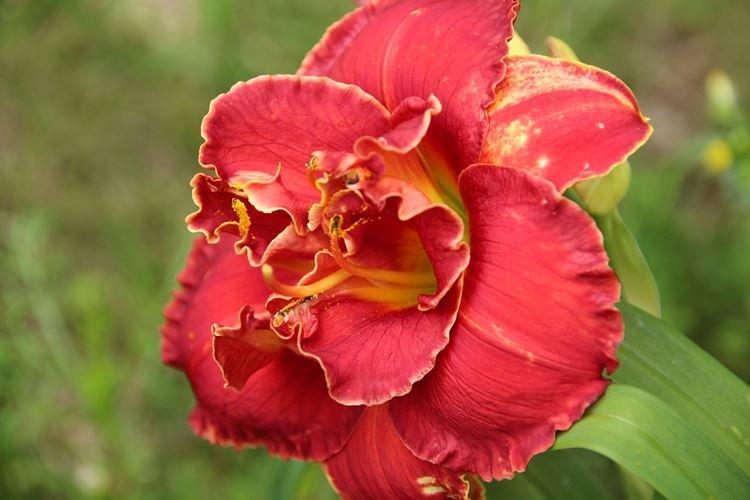 Voňavé odrody - druhy Daylily Voňavé odrody - druhy Daylily