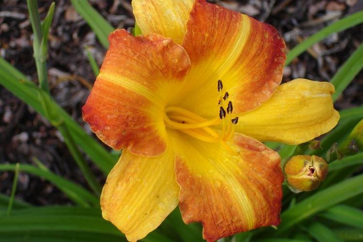 Daylily - fotka Daylily - fotka