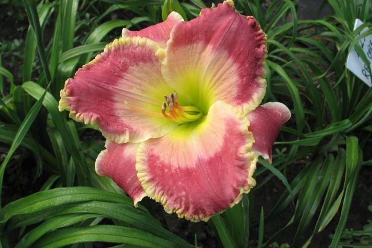 Daylily - fotka Daylily - fotka