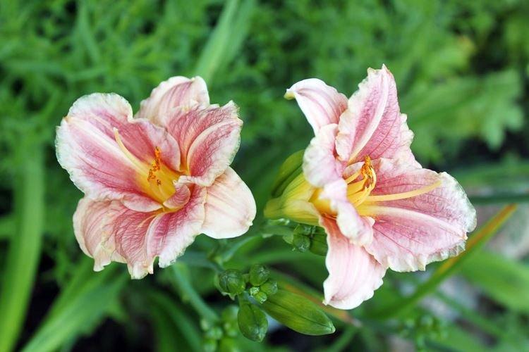 Daylily - fotka Daylily - fotka