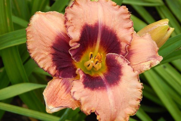 Daylily - fotka Daylily - fotka