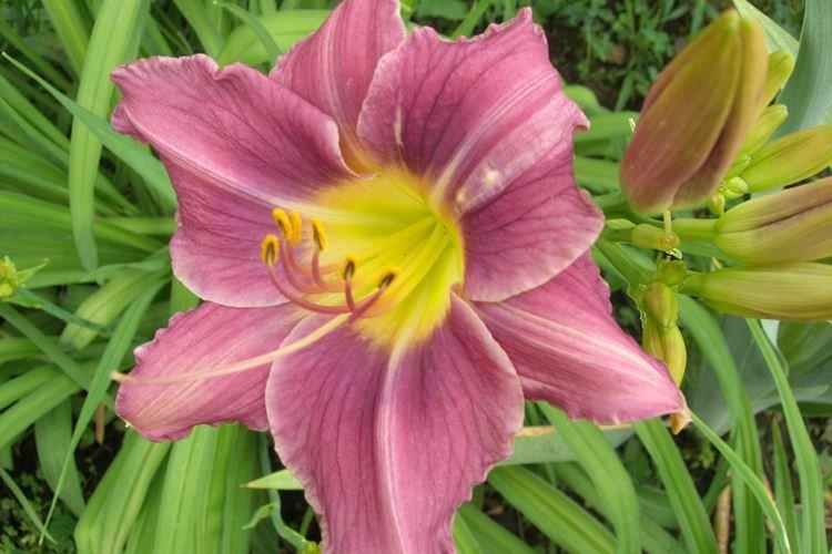 Daylily - fotka Daylily - fotka