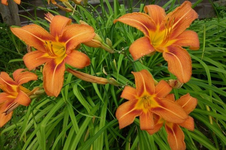 Daylily - fotka Daylily - fotka