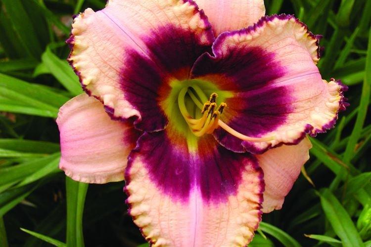 Daylily - fotka Daylily - fotka