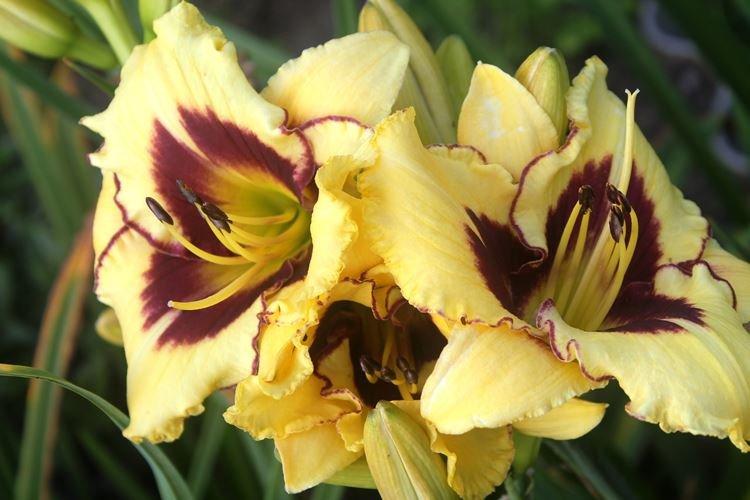 Daylily - fotka Daylily - fotka