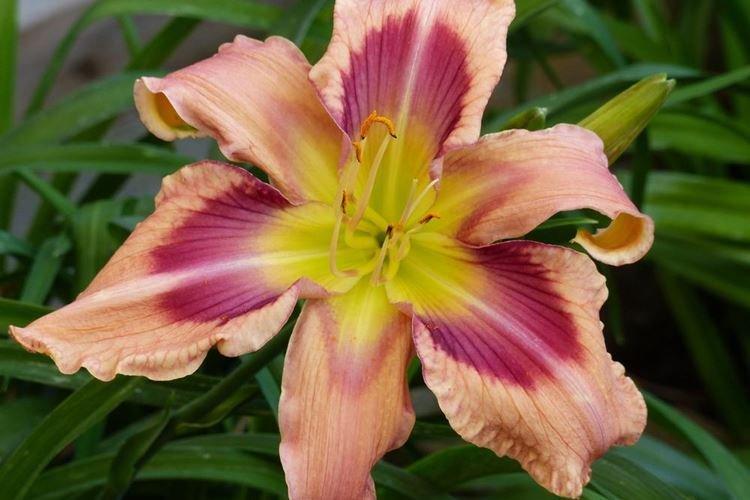 Daylily - fotka Daylily - fotka