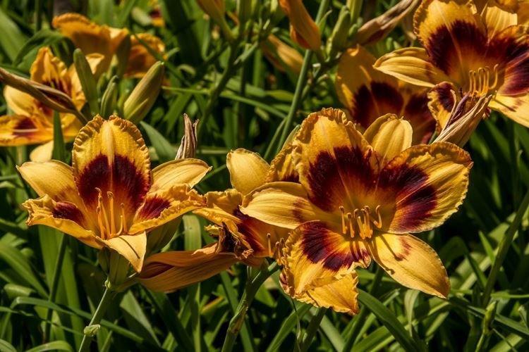 Daylily - fotka Daylily - fotka