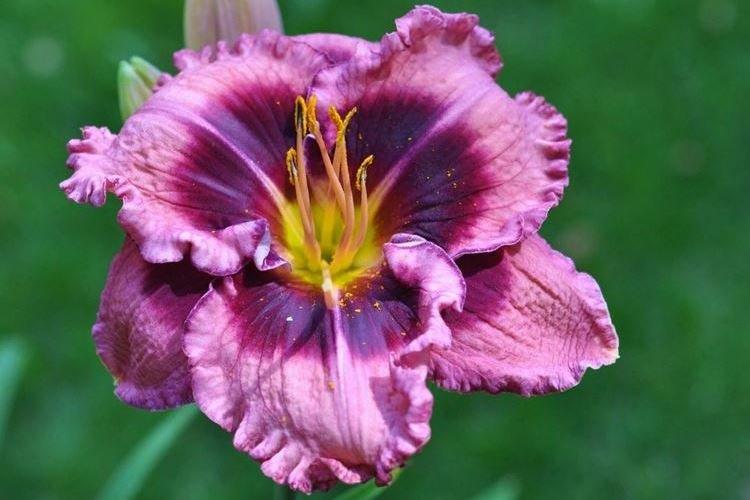 Daylily - fotka Daylily - fotka
