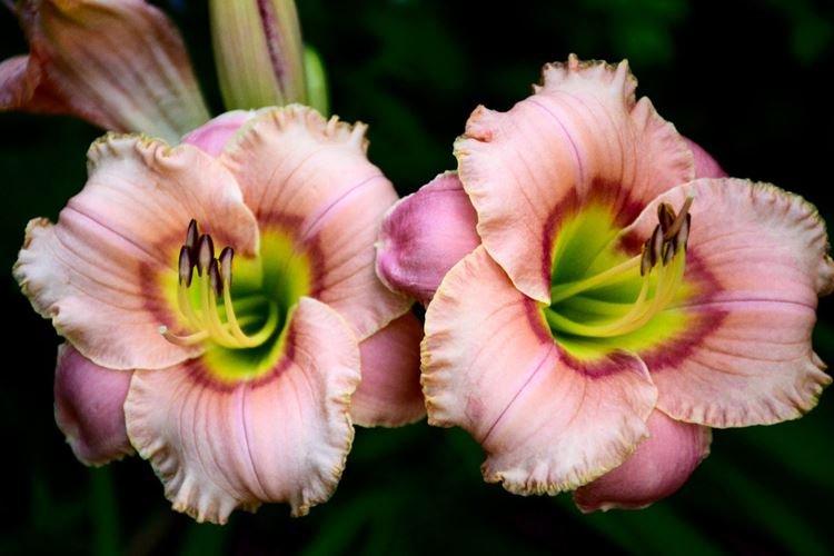 Daylily - fotka Daylily - fotka