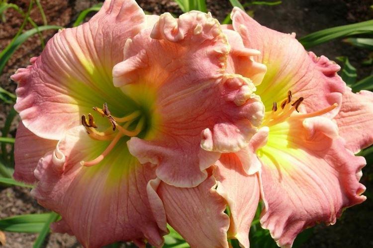 Daylily - fotka Daylily - fotka