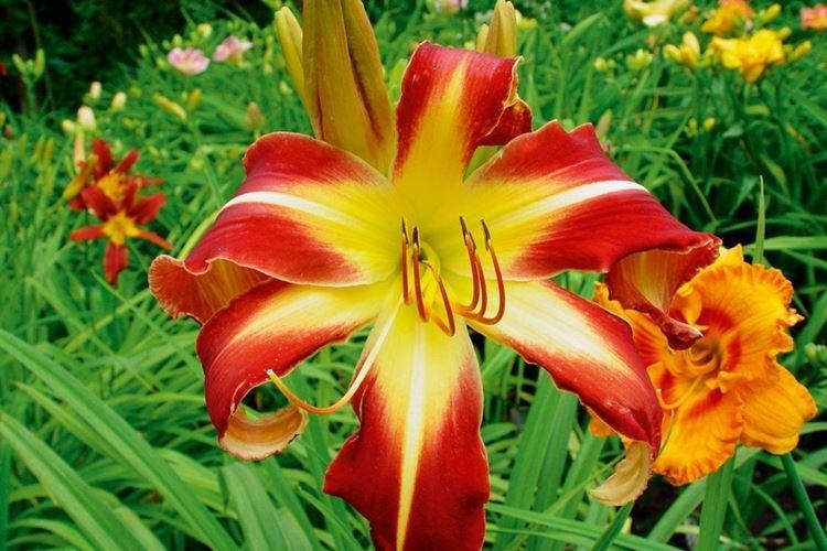 Daylily - fotka Daylily - fotka