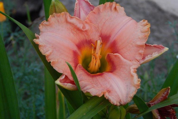 Daylily - fotka Daylily - fotka