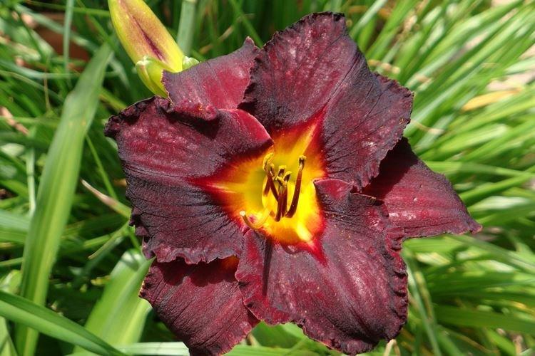 Daylily - fotka Daylily - fotka