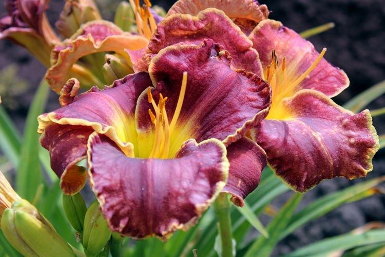 Daylily - fotka Daylily - fotka