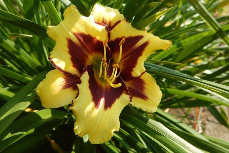 Daylily - fotka Daylily - fotka