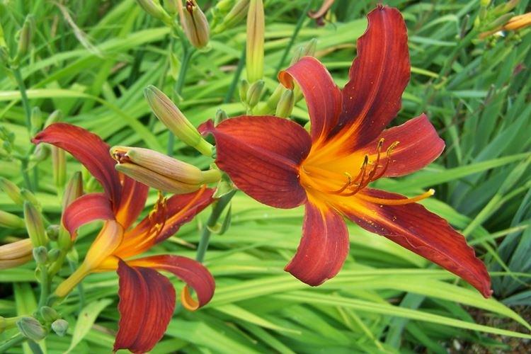 Daylily - fotka Daylily - fotka