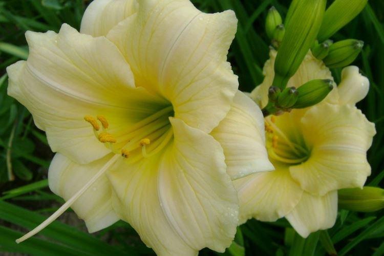 Daylily - fotka Daylily - fotka