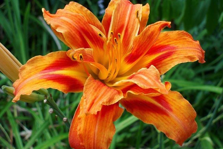 Daylily - fotka Daylily - fotka