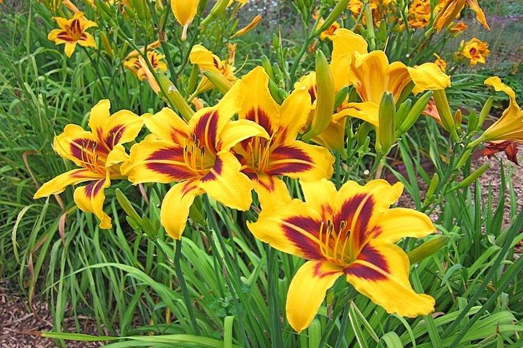 Daylily - fotka Daylily - fotka