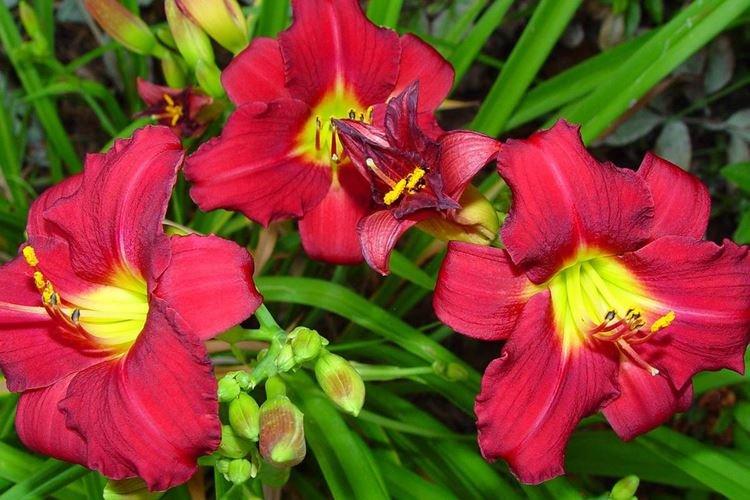 Daylily - fotka Daylily - fotka