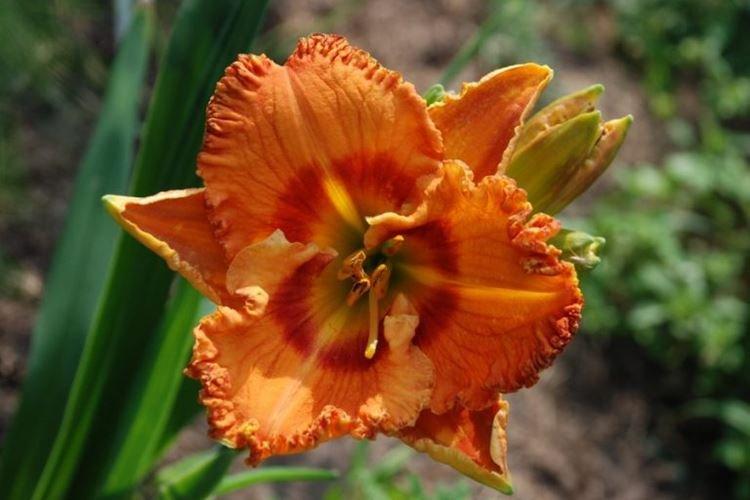 Daylily - fotka Daylily - fotka