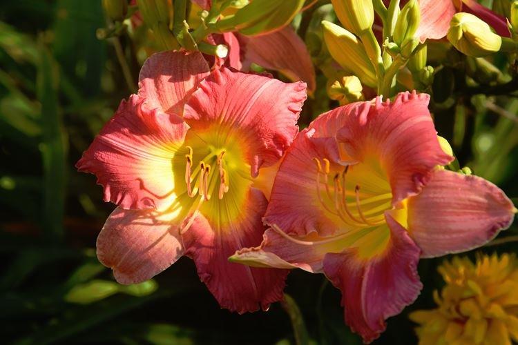 Daylily - fotka Daylily - fotka