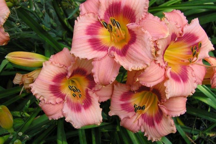 Daylily - fotka Daylily - fotka
