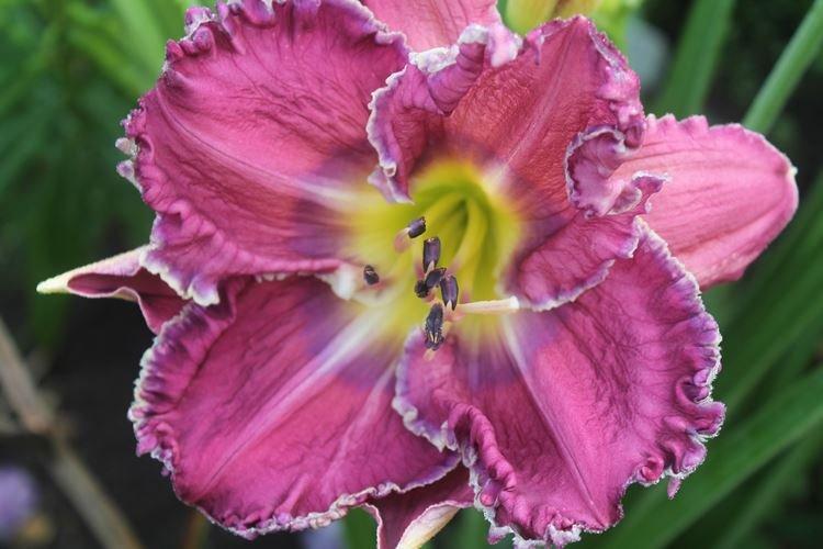 Daylily - fotka Daylily - fotka
