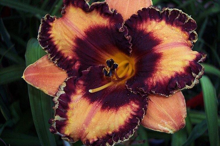 Daylily - fotka Daylily - fotka