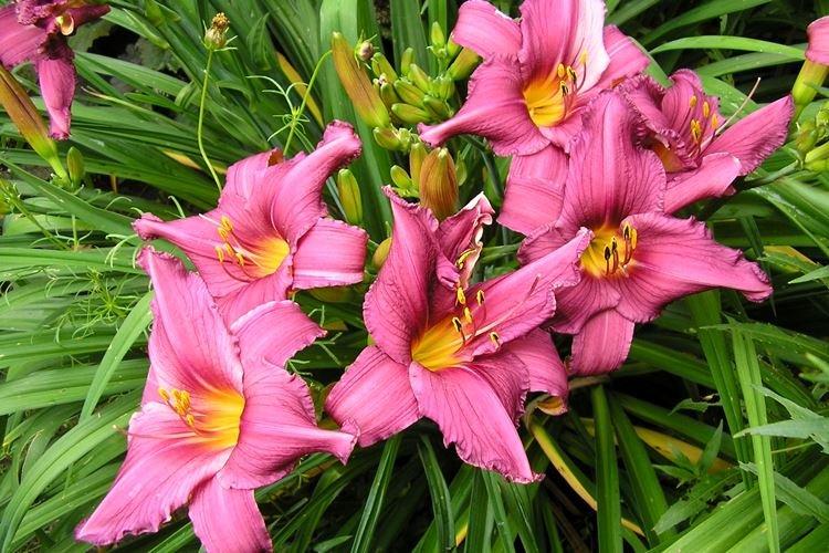 Daylily - fotka Daylily - fotka