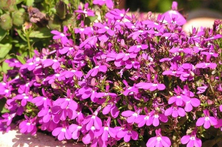 Všeobecné informácie - Lobelia Všeobecné informácie - Lobelia