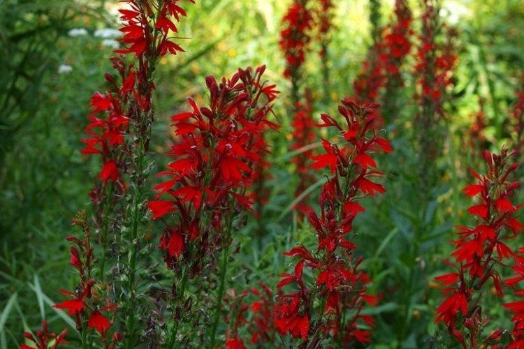 Kardinál Lobelia - typy Lobelia Kardinál Lobelia - typy Lobelia