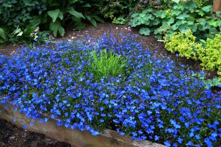 Blue Lobelia - Druhy Lobelia Blue Lobelia - Druhy Lobelia