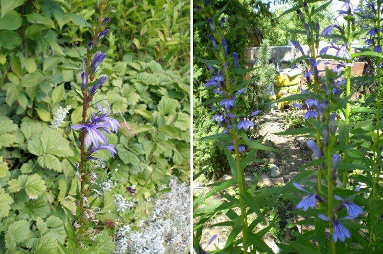 Sessile Lobelia - Druhy Lobelia Sessile Lobelia - Druhy Lobelia