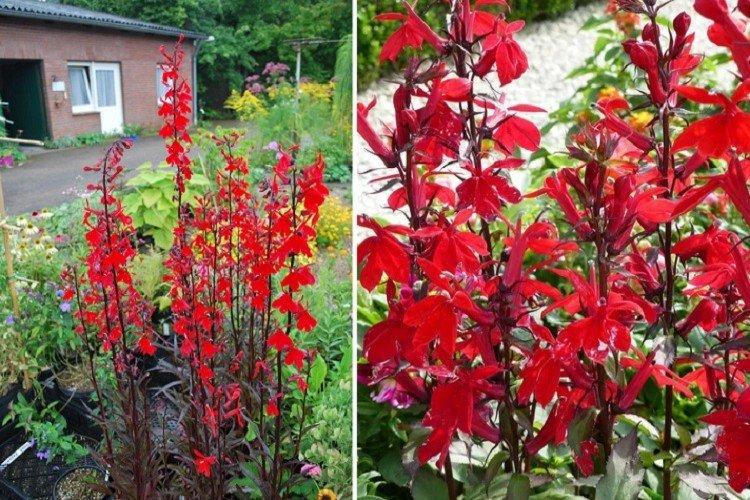 Lobelia ohnivá - Druhy lobélie Lobelia ohnivá - Druhy lobélie