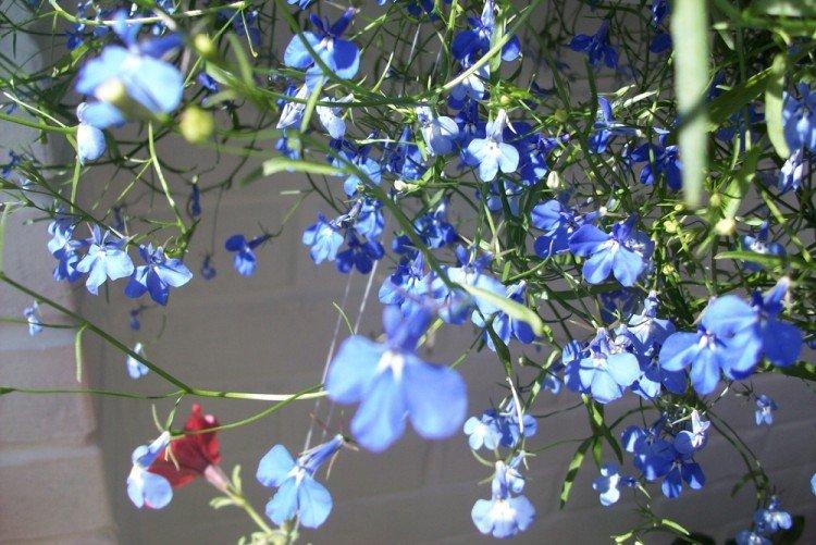 Osvetlenie - starostlivosť o Lobelia Osvetlenie - starostlivosť o Lobelia