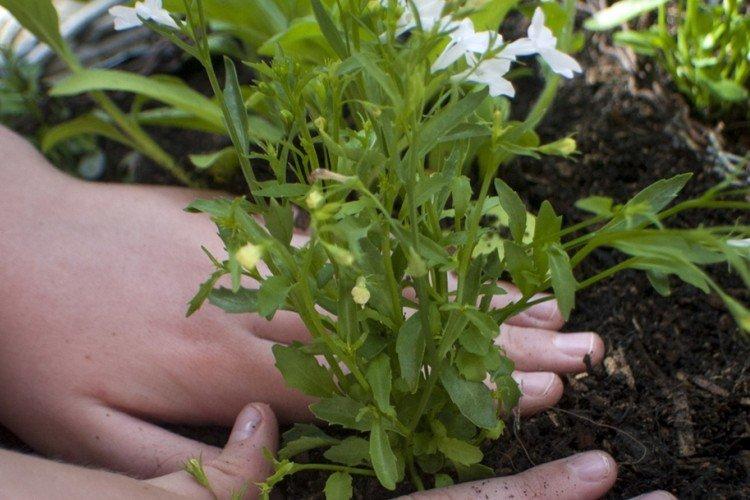 Hnojivá a kŕmenie - starostlivosť o Lobelia Hnojivá a kŕmenie - starostlivosť o Lobelia