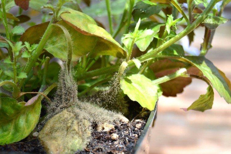 Kontrola škodcov a chorôb - Lobelia Kontrola škodcov a chorôb - Lobelia