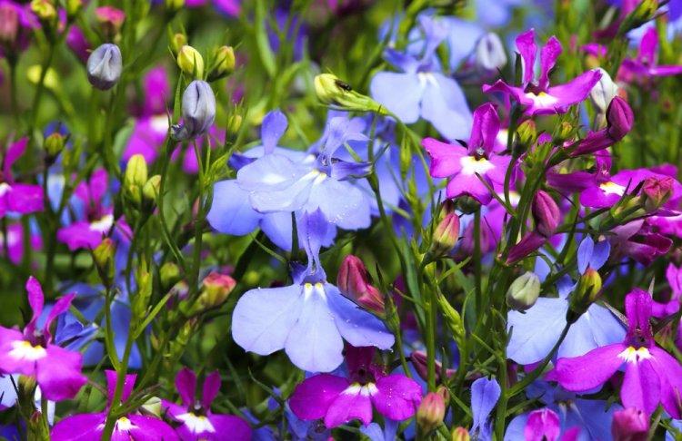 Lobelia - fotografia Lobelia - fotografia