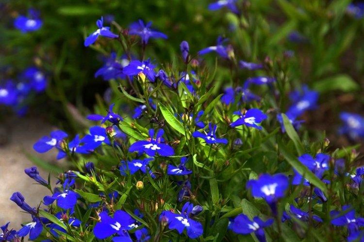 Lobelia - fotografia Lobelia - fotografia
