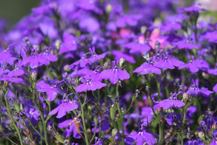 Lobelia - fotografia Lobelia - fotografia