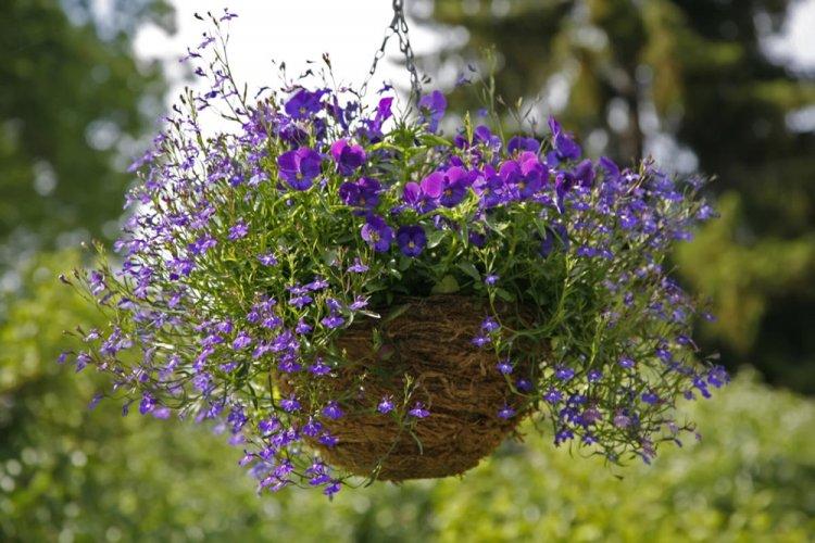 Lobelia - fotografia Lobelia - fotografia