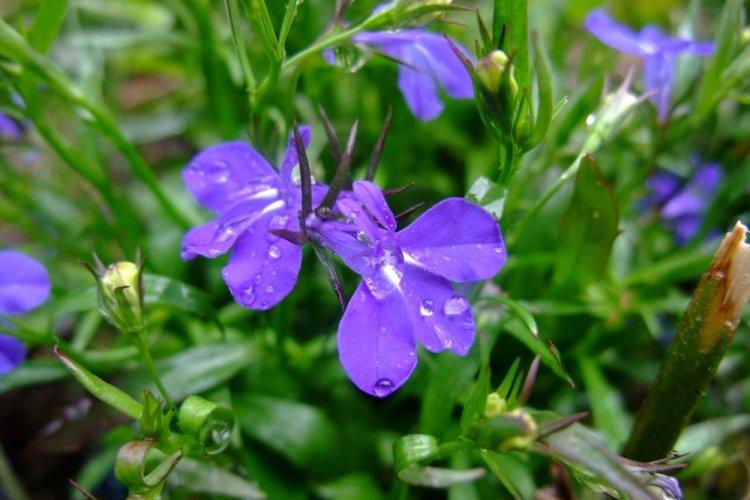 Lobelia - fotografia Lobelia - fotografia