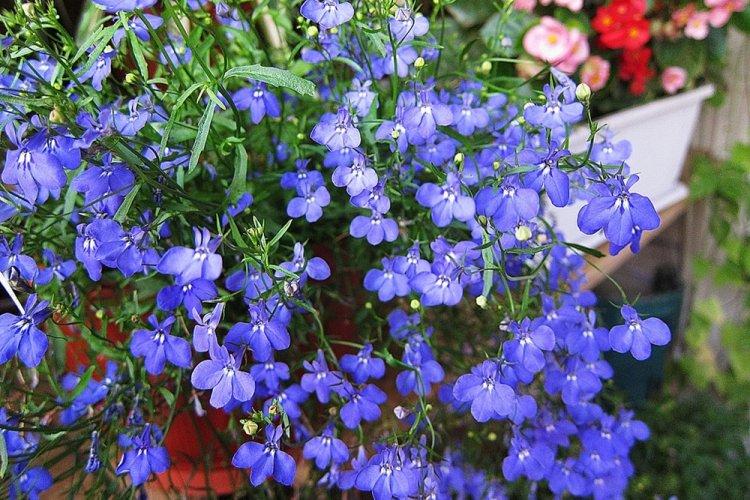 Lobelia - fotografia Lobelia - fotografia
