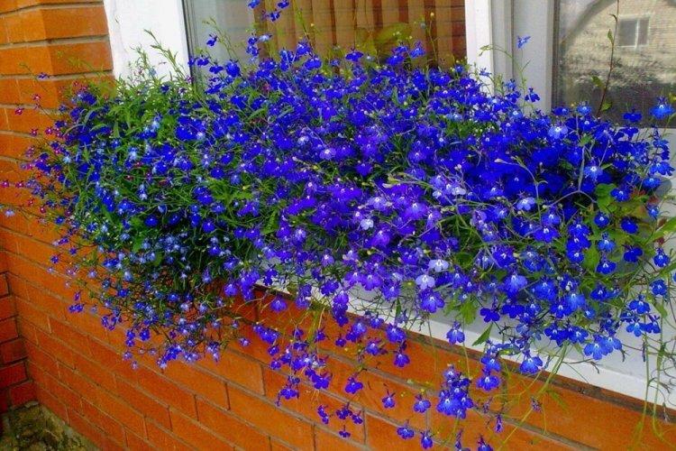 Lobelia - fotografia Lobelia - fotografia