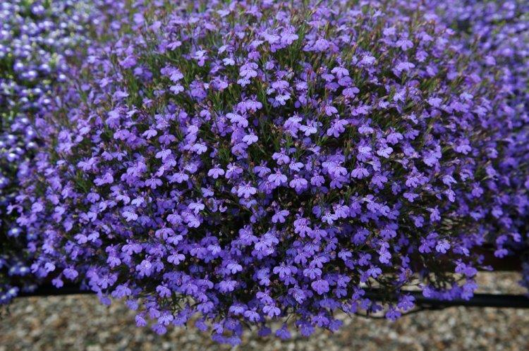 Lobelia - fotografia Lobelia - fotografia