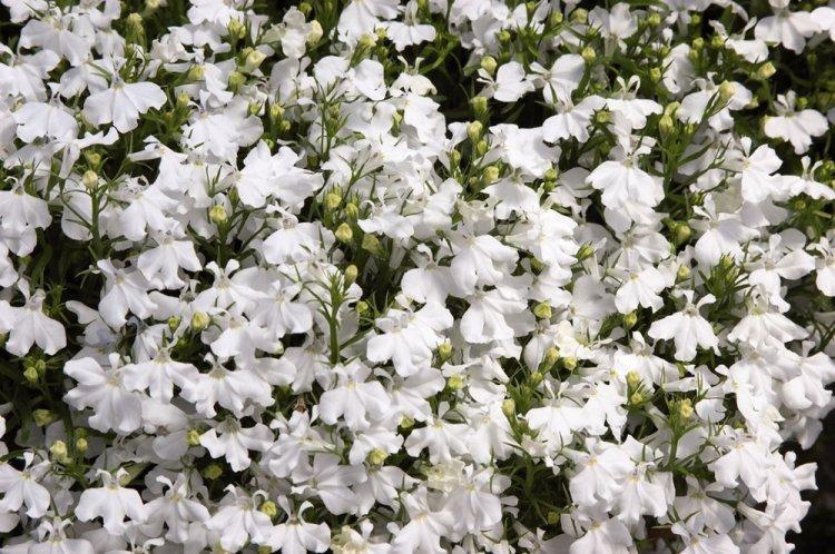 Lobelia - fotografia Lobelia - fotografia